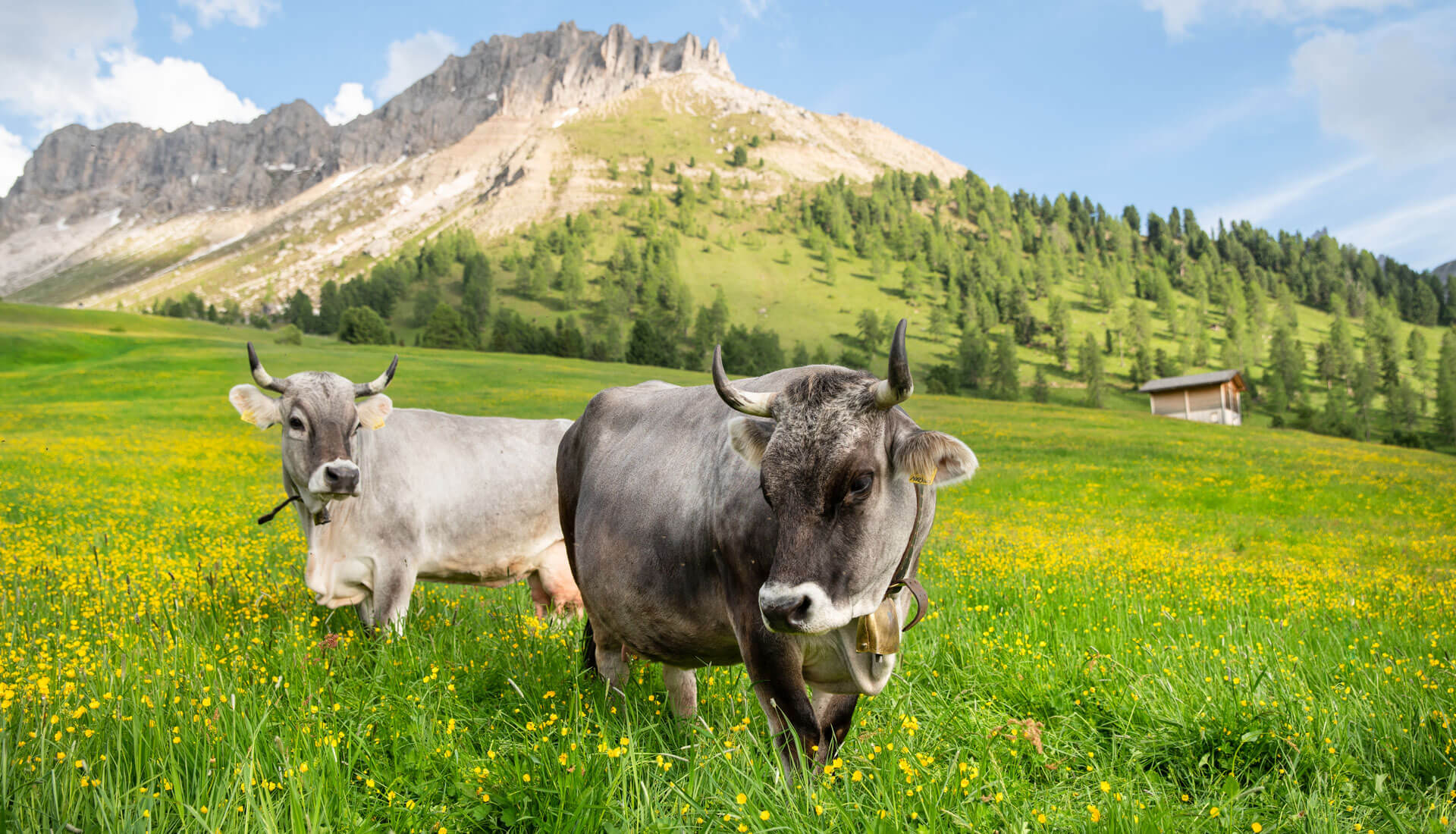 Sommerurlaub auf dem Forchnerhof in Terenten - Pustertal / Südtirol